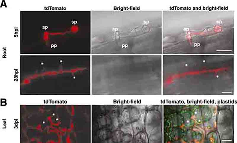 Phytophthora palmivora ARI-td produces haustoria in roots and leaves of barley (Figure 3 from Le Fevre et al 2016)