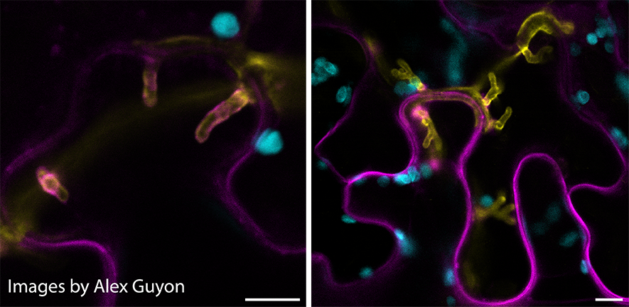 Phytophthora palmivora haustoria infecting the leaves of Nicotiana benthamiana.  Image on right shows branching haustoria. Image by Alex Guyon.