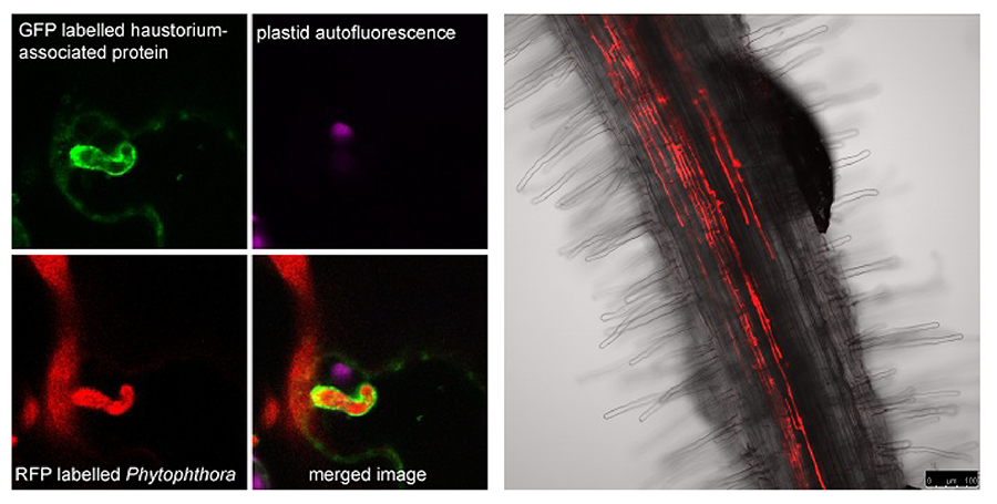 Image 1: Red fluorescent Phytophthora colonising a Medicago truncatula (barrel medic) root. Image 2: A GFP-labelled protein functions at Phytophthora haustoria structures.