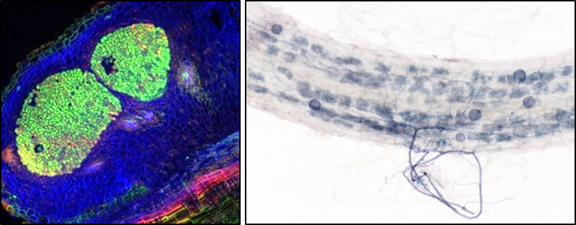 Two types of close intimate symbiotic interactions. On the left, symbiotic bacteria (green) colonize the cells of newly formed root organs, providing nitrogen to the plant. (Image by Albin Teulet). On the right, the symbiotic fungus (blue) forms arbuscule