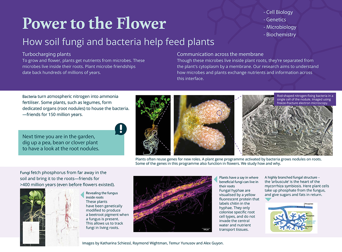 Poster on how soil fungi and bacteria help feed plants