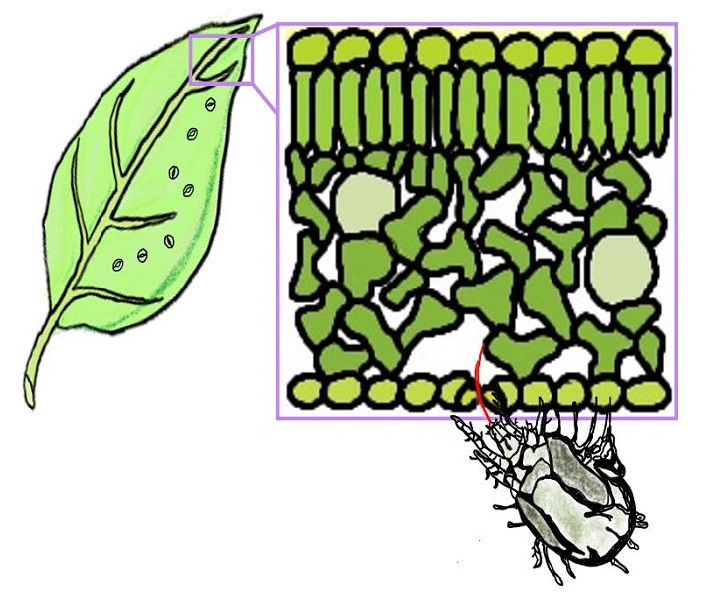 Graphic of the leaf tissues and a mite feeding through stomata.