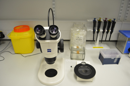 Microscopy preparation room bench with dissecting microscope, pipettes, forceps, and other sample preparation tools.