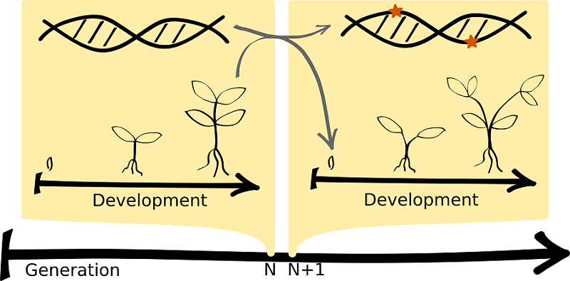 Using mathematical models to simulate millions of years of plant evolution, it is possible to study in detail how, over evolutionary time, the accumulation of mutations leads to new developmental programs that make new phenotypes.