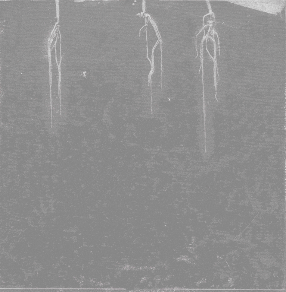 Rhizotron setup showing colonization of MycoRed lines by arbuscular mycorrhizal fungi (AMF) over the course of 11 days. AMF presence is indicated by the biosynthesis of betalain pigments, visible as red/pink. Image by Nicolas Garcia Hernandez.