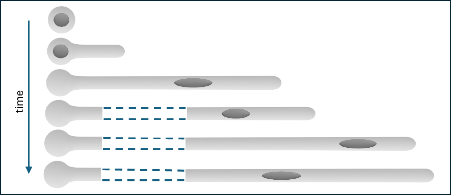 Simulation of a root hair cell and its nucleus from initiation through growth phase and into early maturation. Image by Tamsin Spelman.