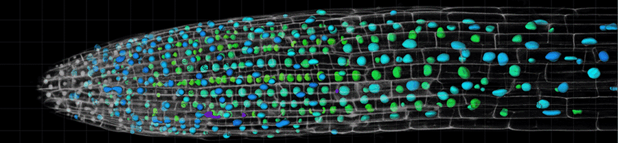 ABACUS analysis on Arabidopsis roots