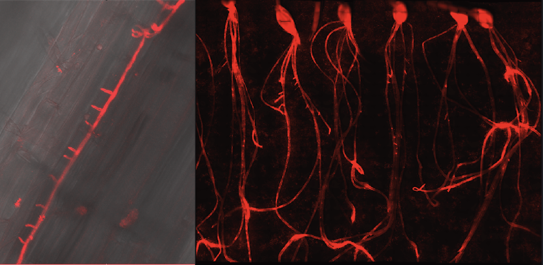 Confocal microscopy image showing a red fluorescently labelled Phytophthora pathogen infecting seedling roots of barley.