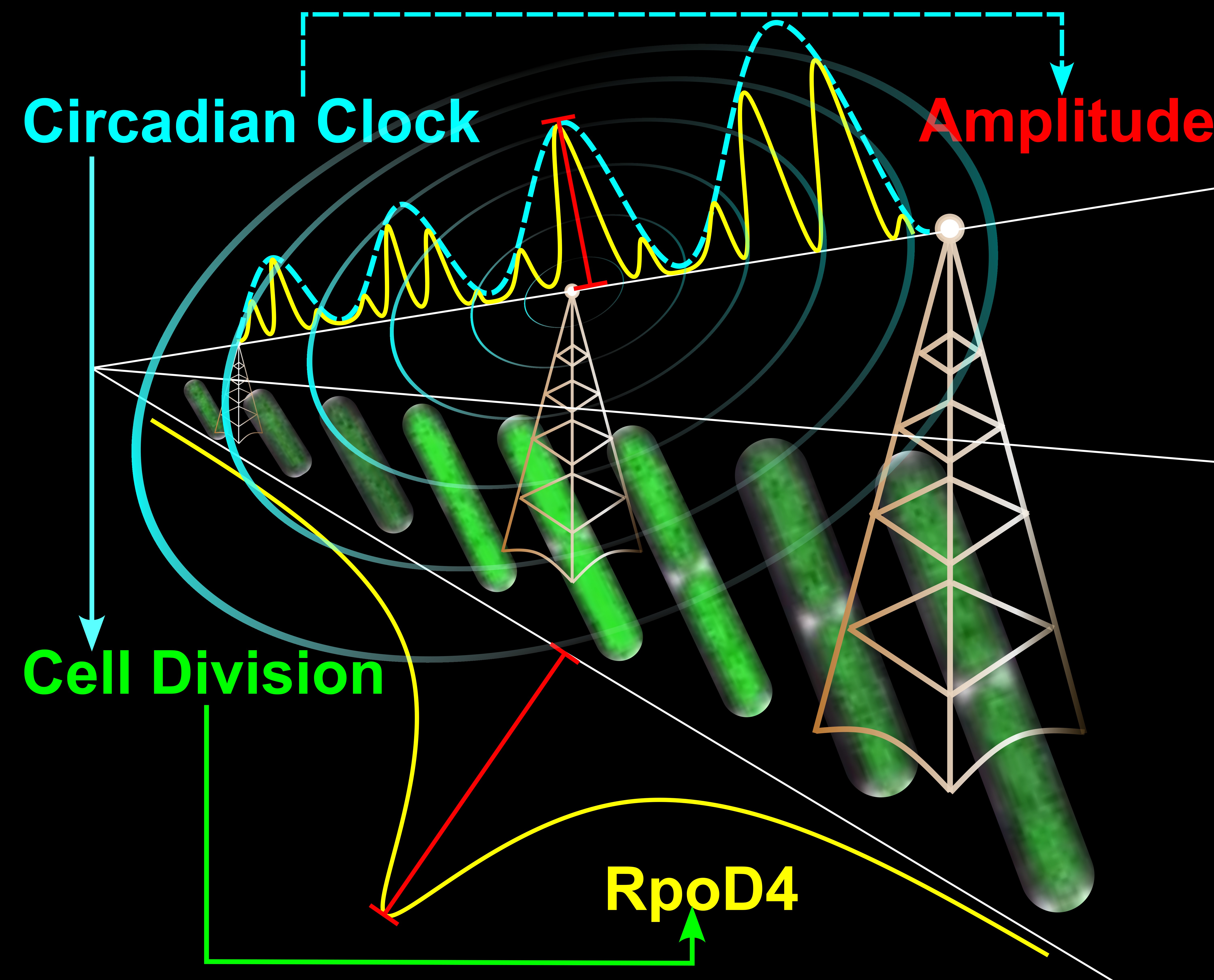 How the cyanobacterial circadian clock couples to pulsatile processes