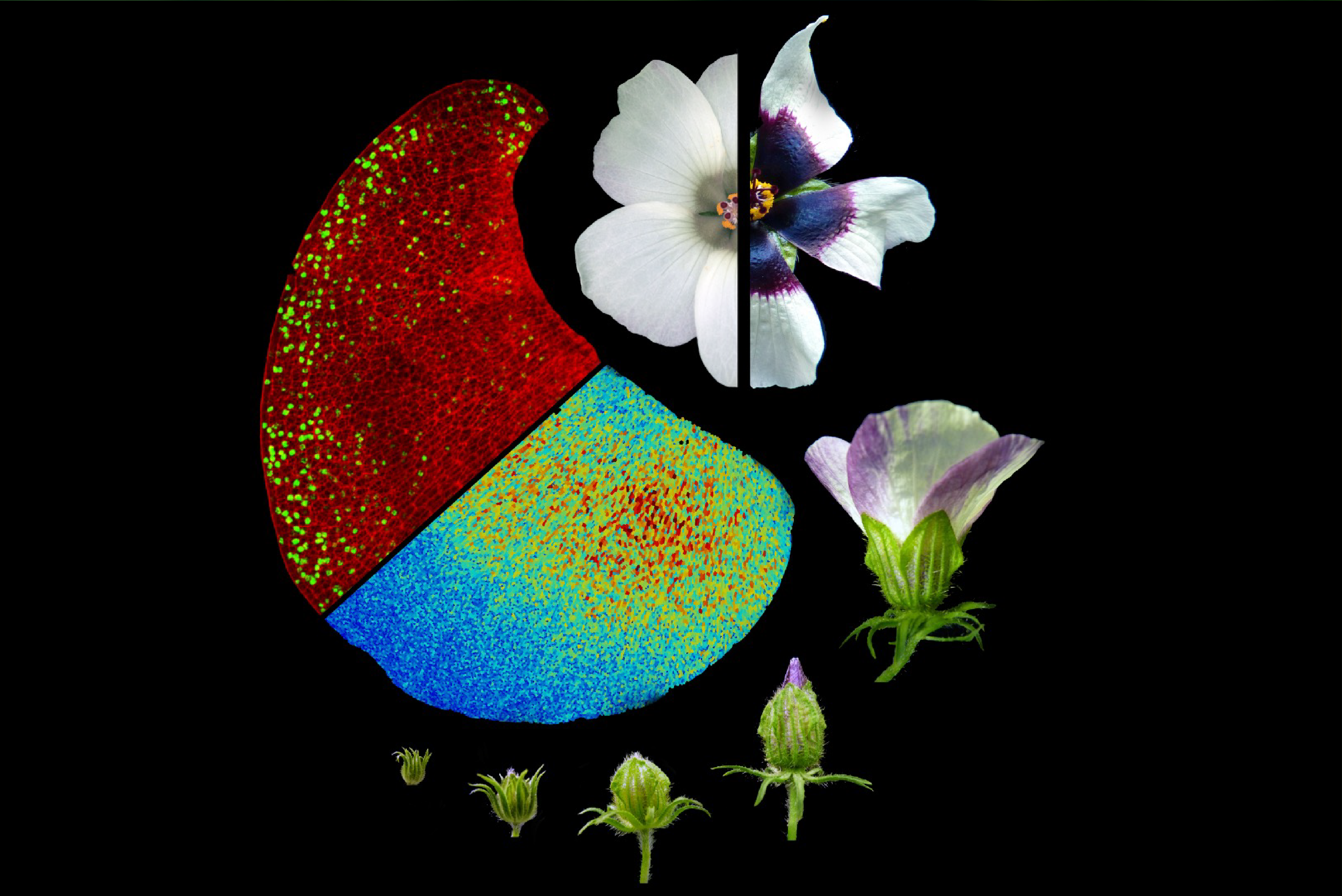Flowers like hibiscus use an invisible blueprint established very early in petal formation that dictates the size of their bullseyes. Image by Edwige Moyroud and Lucie Riglet. 