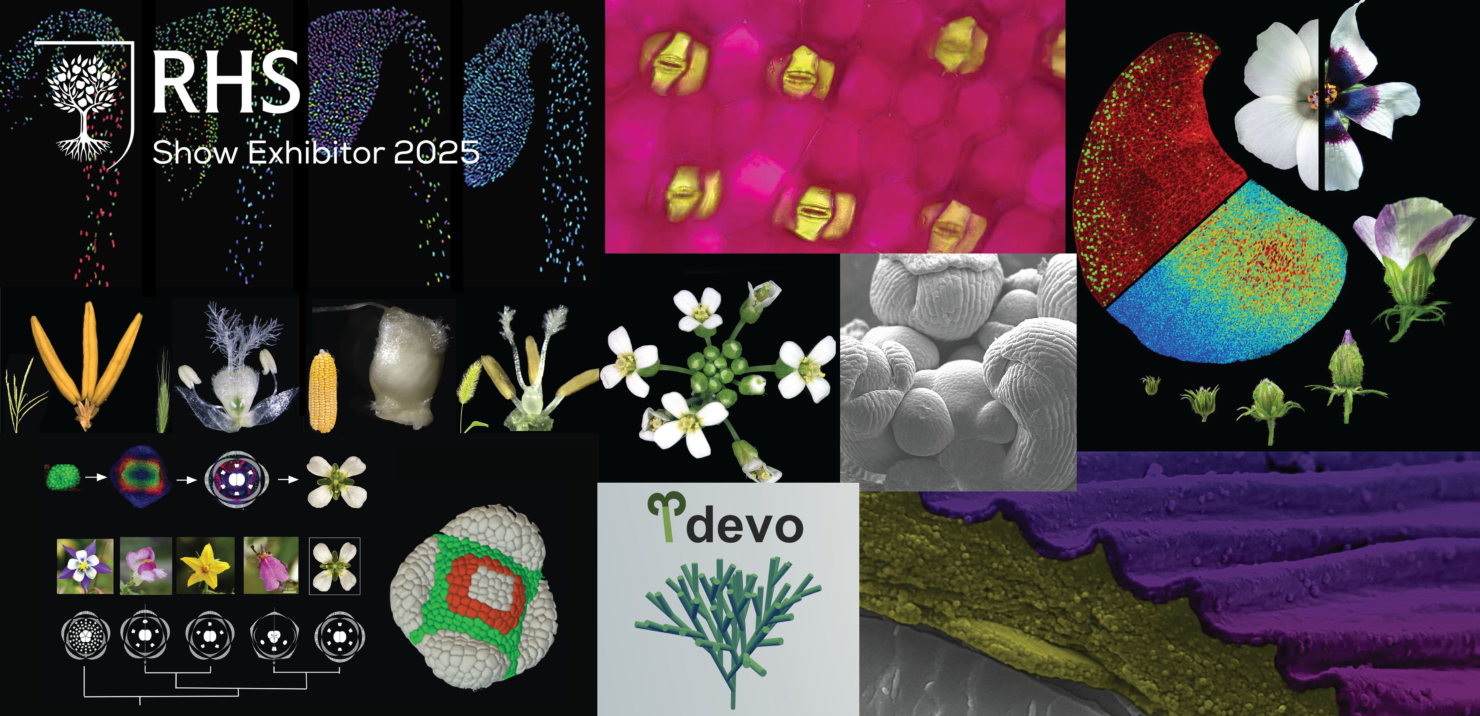 Sainsbury Laboratory Cambridge: Blooming Numbers exhibit will take visitors to the 2025 RHS Chelsea Flower Show on an interactive journey through the latest discoveries in quantitative plant science research beginning with the flower.