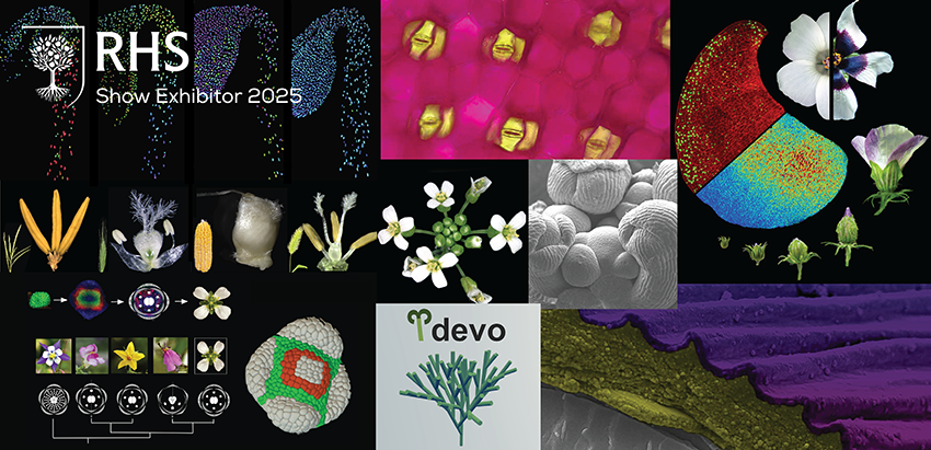 Sainsbury Laboratory Cambridge: Blooming Numbers exhibit will take visitors to the 2025 RHS Chelsea Flower Show on an interactive journey through the latest discoveries in quantitative plant science research beginning with the flower.