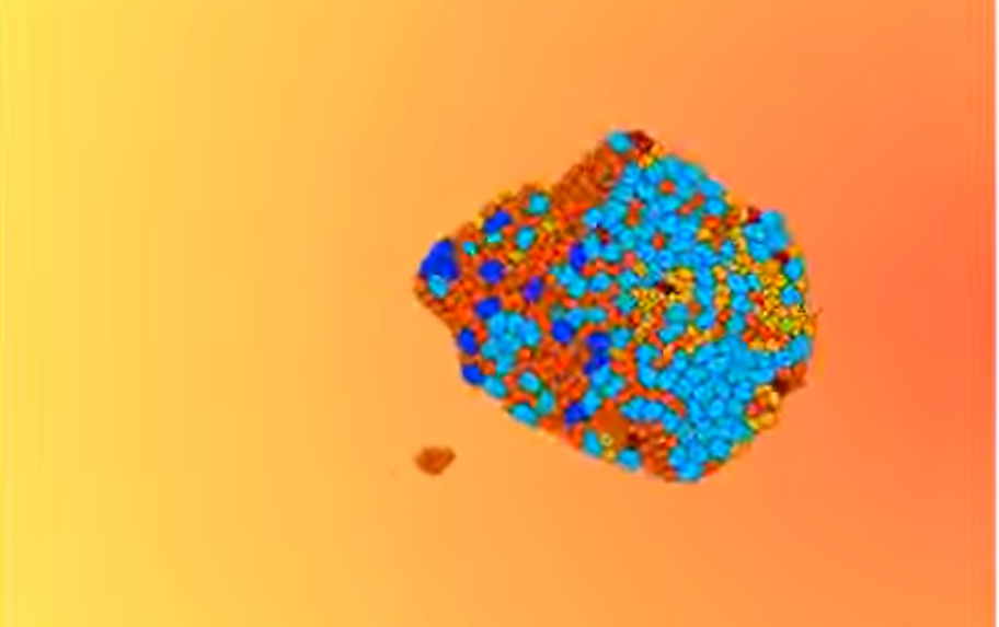 Multicellular clusters migrate along a chemoattracting gradient, and cells within the cluster replicate - generating protodevelopmental patterns.