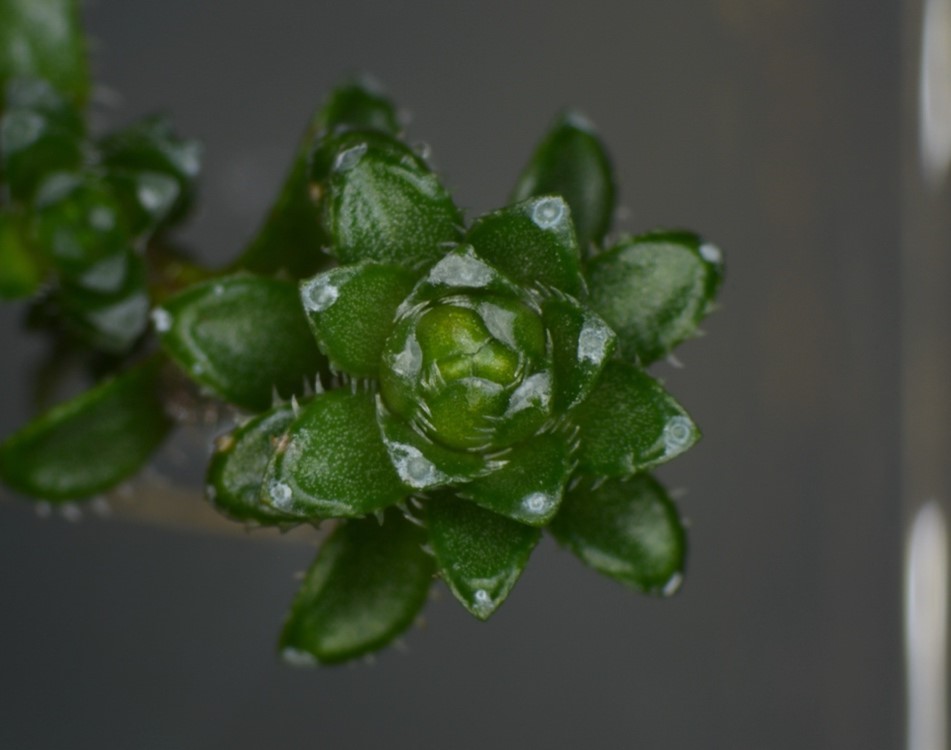 Saxifraga where on one side of the Pyrenees its leaf phyllotaxis was opposite