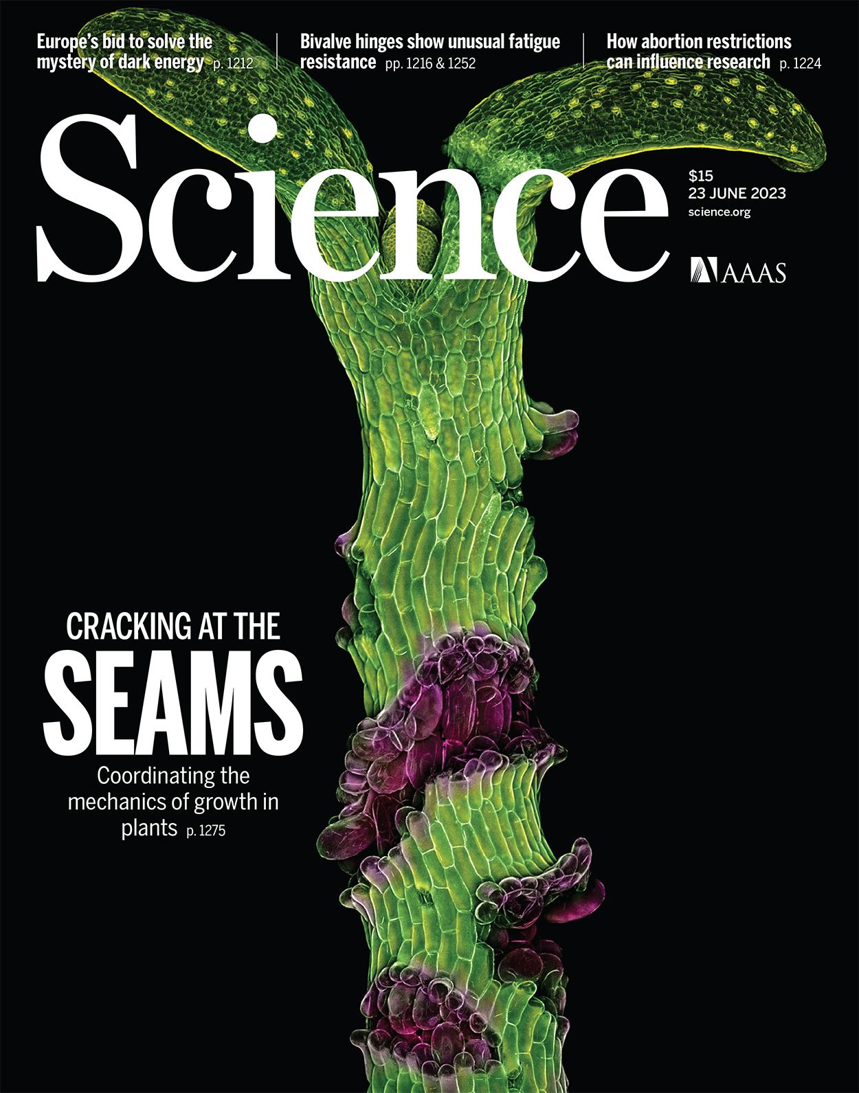 An Arabidopsis seedling with weakened cell adhesion is treated with an inhibitor of the growth hormone brassinosteroid. Credit: Rob Kessler and Robert Kelly-Bellow.