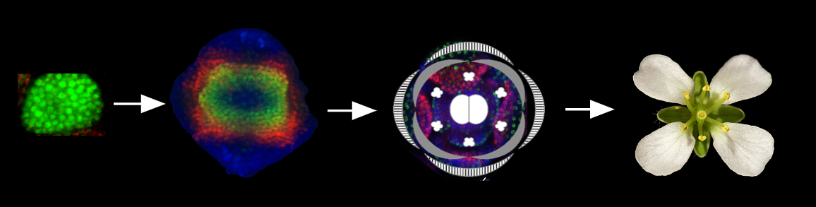 Development of the Arabidopsis flower
