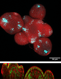 Shoot Apical Mertistem gene expression. Image by Sebastián Moreno Ramirez.