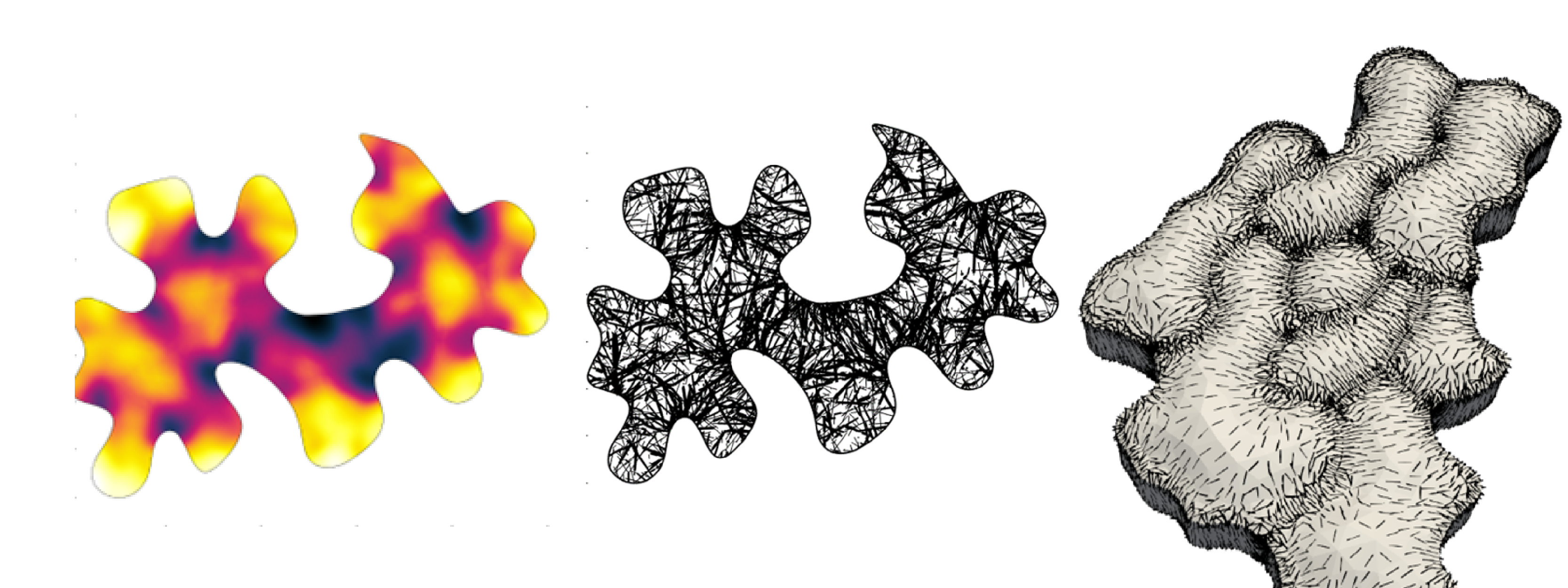 Simulations of the chemical signalling and microtubule networks in plant pavement cells that influence their growth. 