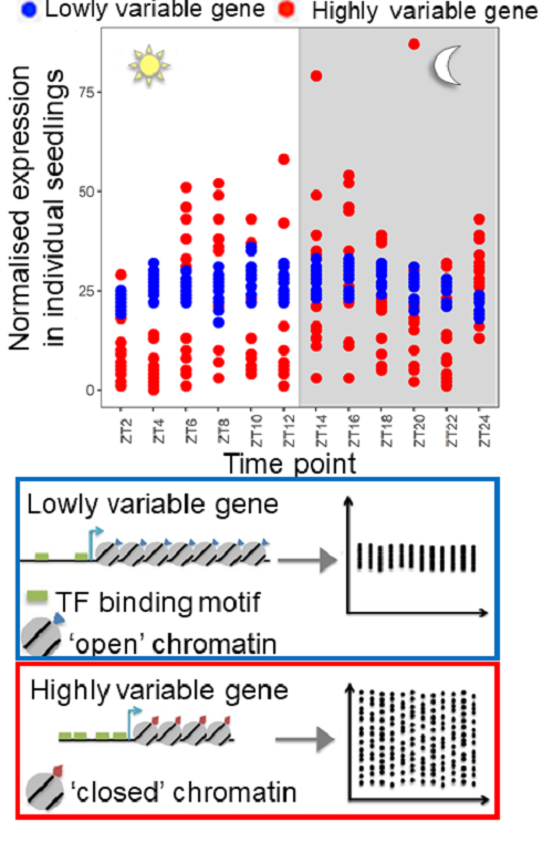 Single seedling RNA sequencing revealed widespread gene expression variability between genetically identical Arabidopsis plants in the same environment. Highly variable genes tend to be characterised by a closed chromatin state with fewer transcription fa