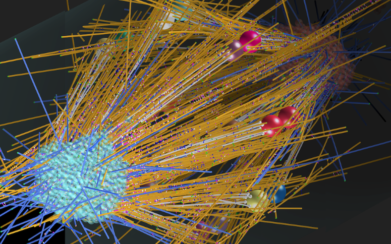 A model of the assembly of mitotic spindle found in roots of arabidopsis.