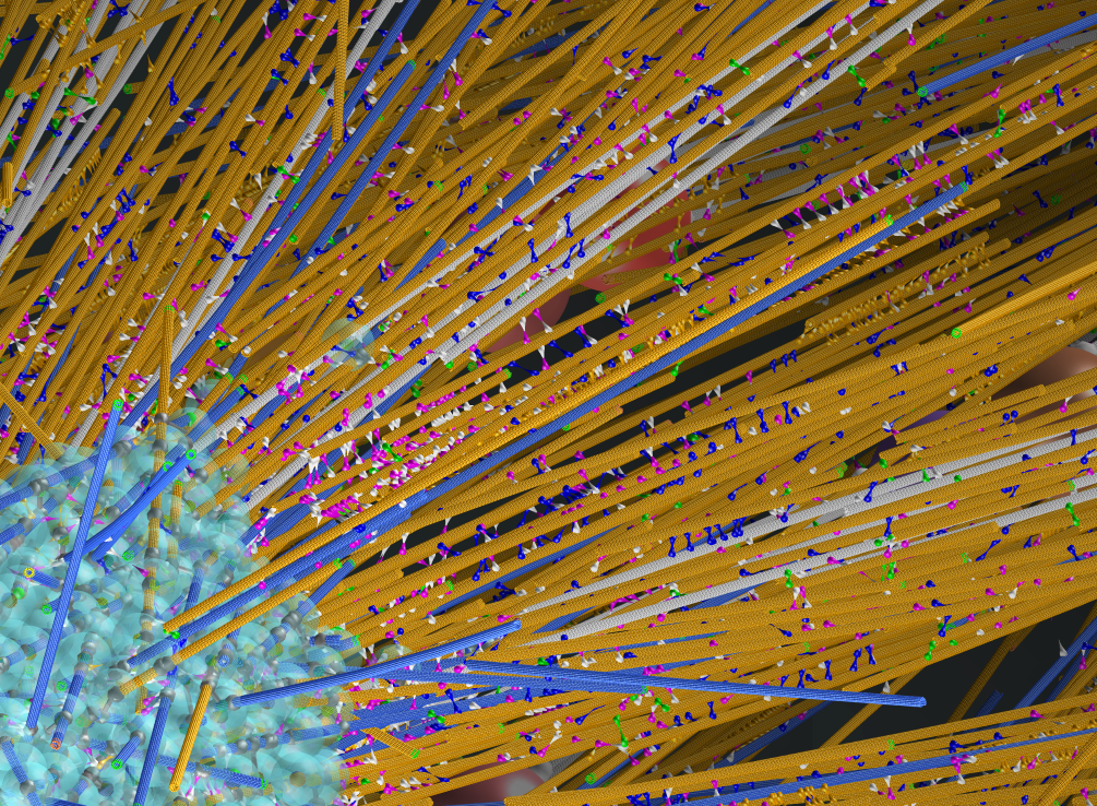 A model of the assembly of mitotic spindle found in roots of arabidopsis.