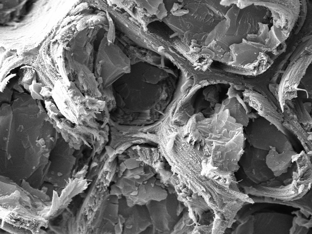  SLCU's low-temperature scanning electron microscope (cryo-SEM) has revealed the nanoscale architecture of tree cell walls in their hydrated state.