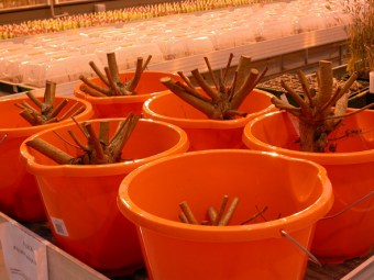 SRC willow (Salix viminalis) stools sprouting in the greenhouse