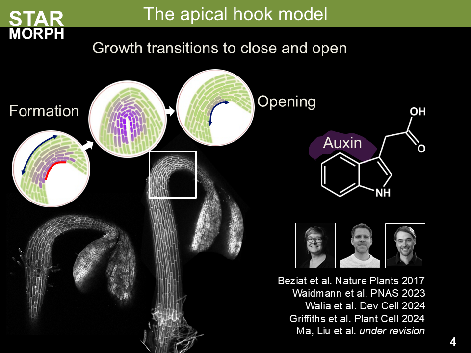 The STARMORPH team will investigate the role of auxin in the growth and development of the hypocotyl