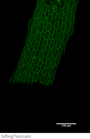Coupling ACME to a confocal enables the response of individual cells to be seen.