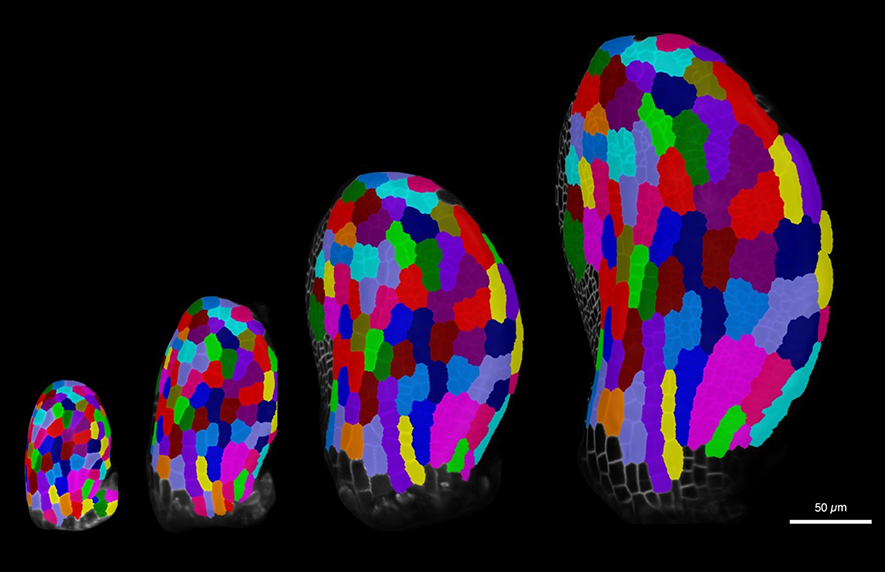 Time-lapse imaging and cell fate mapping to quantify cellular growth patterns in Arabidopsis leaves.