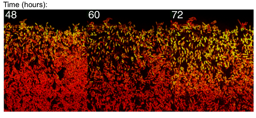 Time-lapse imaging of B. subtilis biofilm development reveals that stochastic pulsing of gene expression enables pattern formation. A fluorescent protein reporter of the general stress response sigma factor, σB (shown in green) shows single-cell pulses in