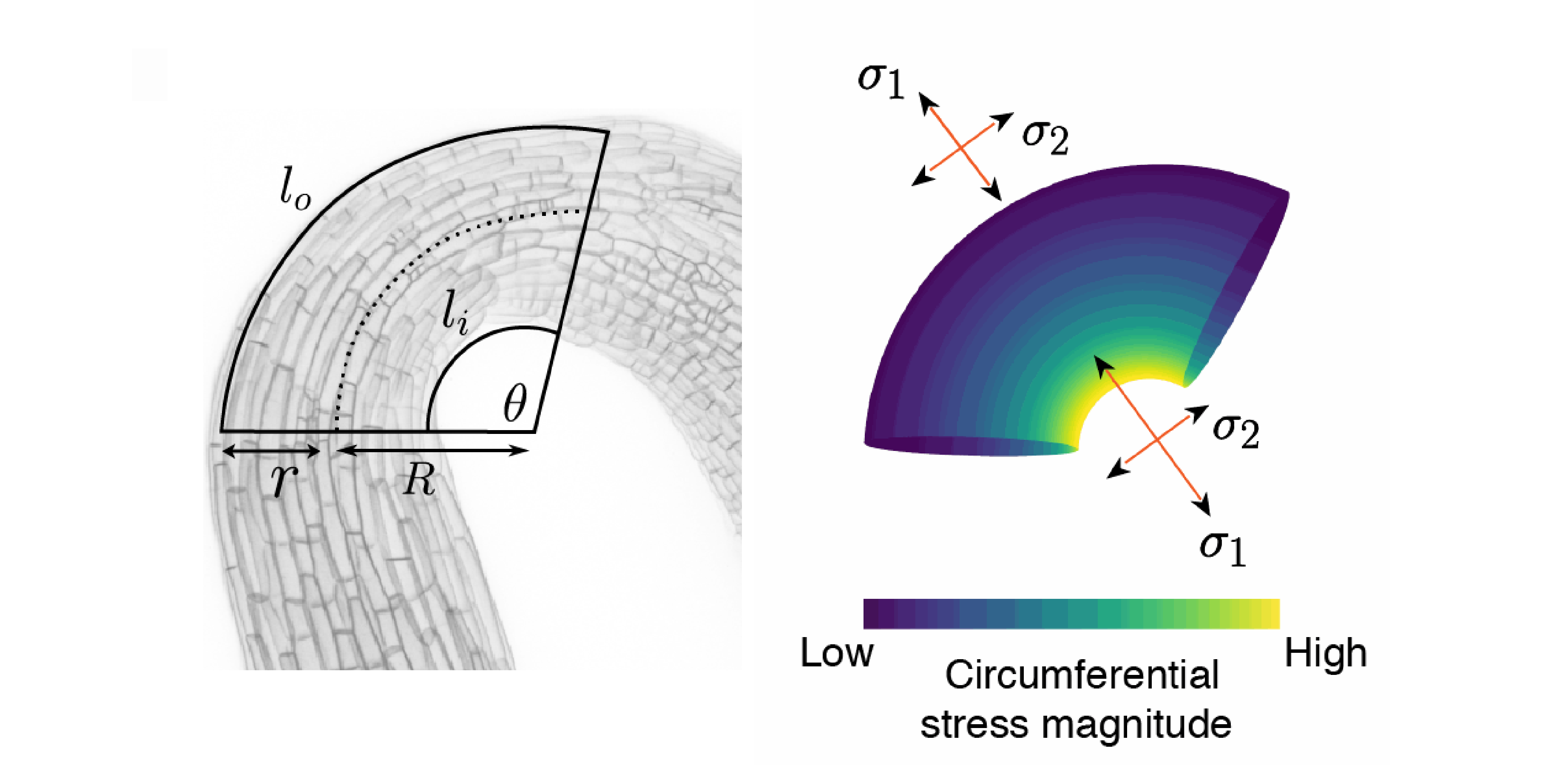 Toroidal pressure vessel model and circumferential and longitudinal stresses in the hook. Image by Ross Carter.