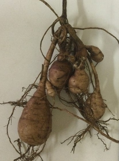 Tubers of African Yam Bean. Picture is courtesy of Ademola Aina (IITA).