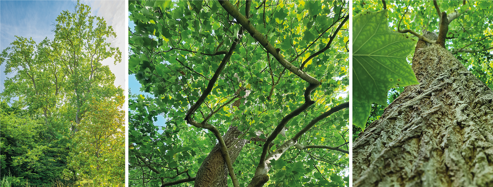 Tulip tree (Liriodendron tulipifera) towering over neighbouring trees in the Cambridge University Botanic Garden (Image by Howard Rice) and views looking up into the tree canopy from the ground showing the textured bark of the tree trunk..