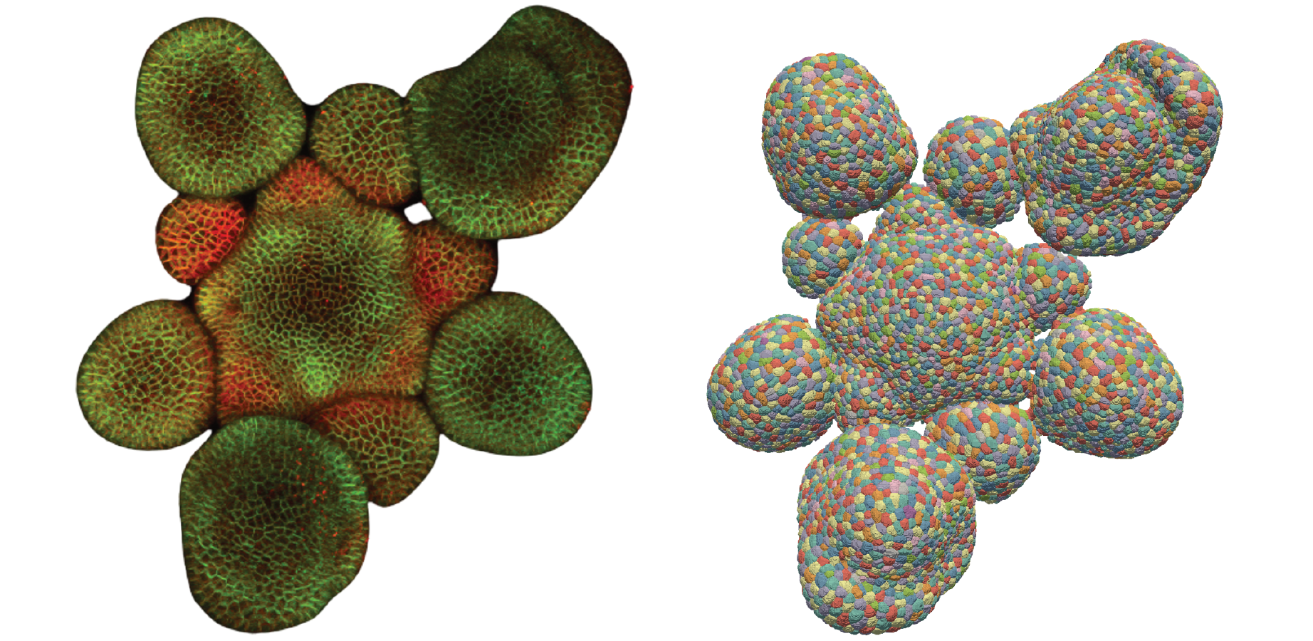 Floral meristem model