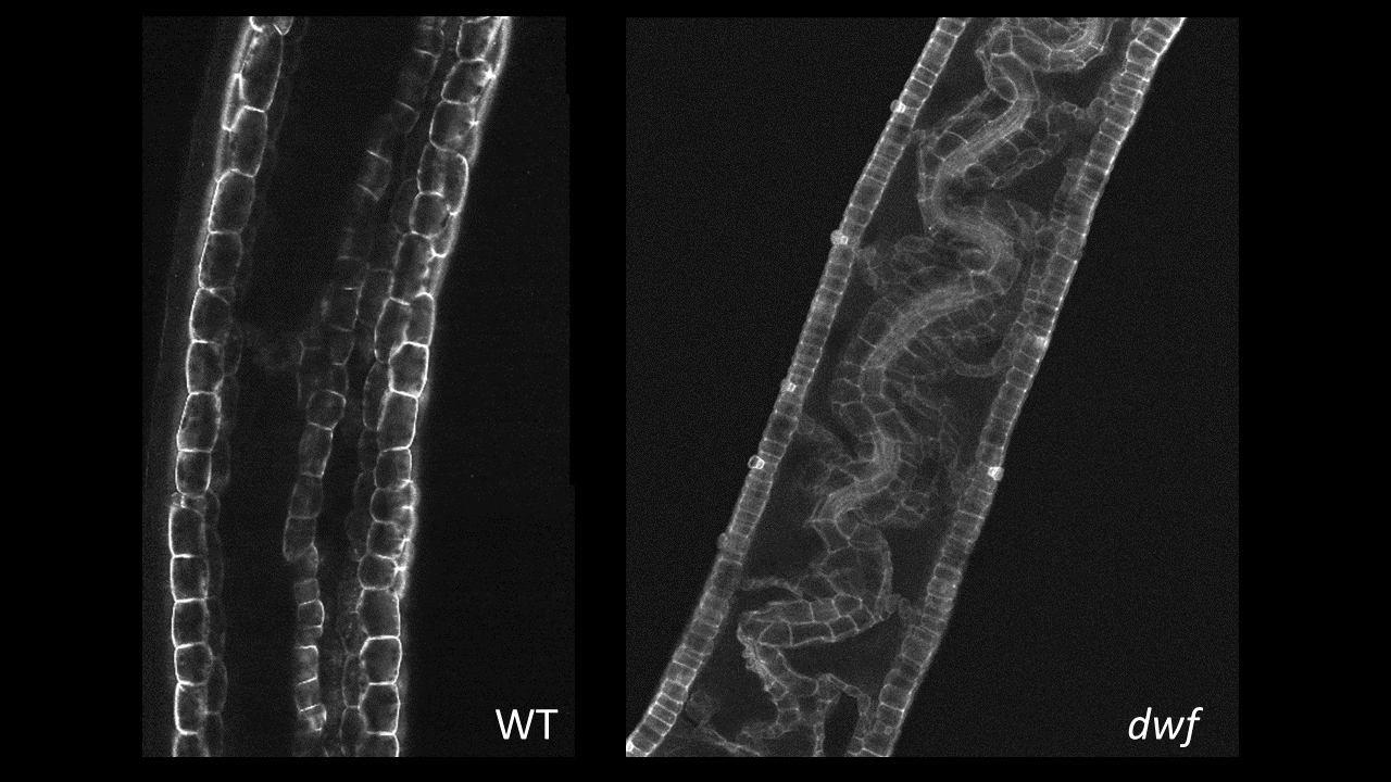 Internal phenotype of U. gibba wild type and dwarf mutants