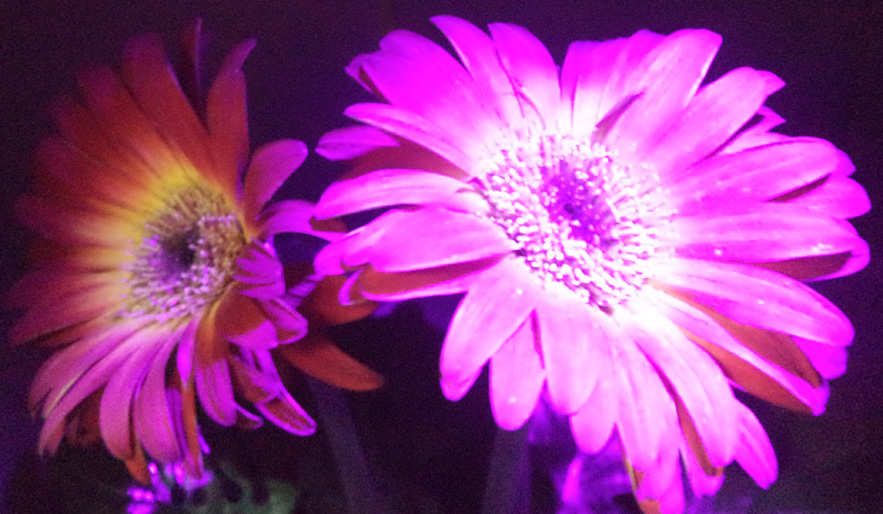 Rising Stars 2015 UV flower