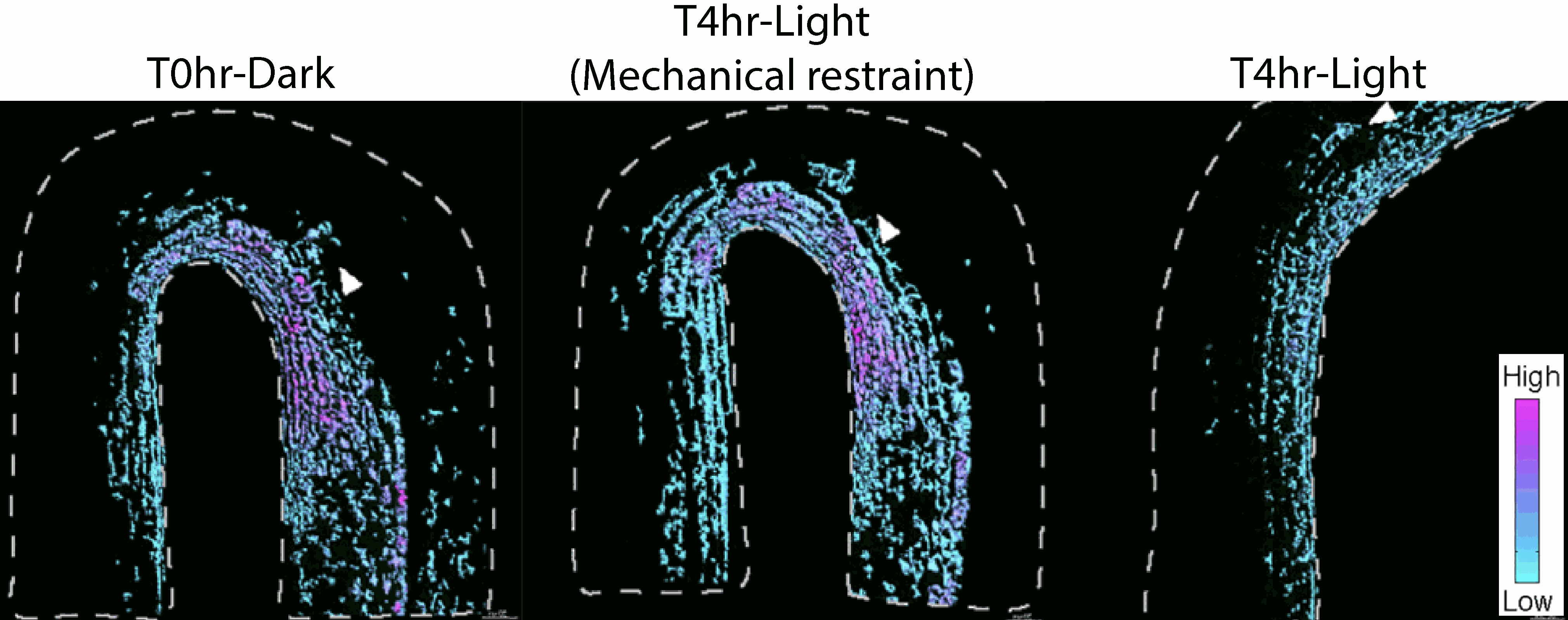 Wall mechanics feed back into cellular auxin homeostasis control