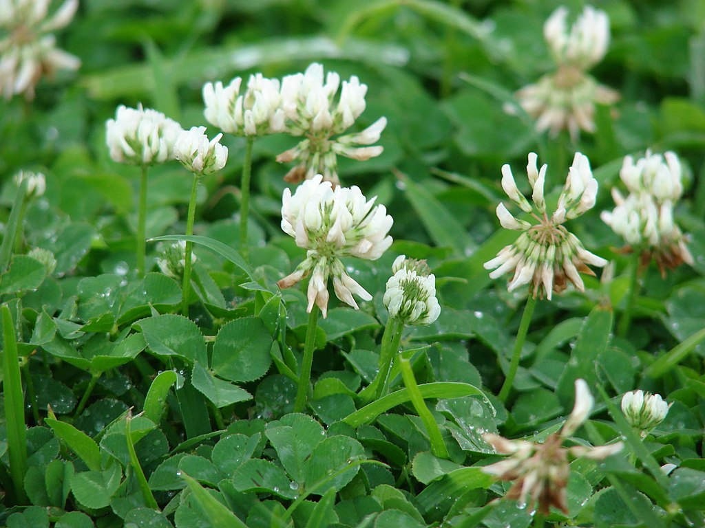 Trifolium repens (flowers and leaves). Credit Forest & Kim Starr. CC