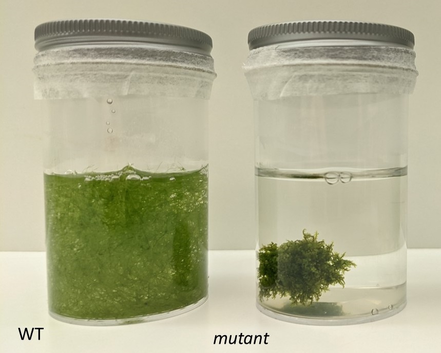 Wild-type U. gibba (left) floats in water whereas mutant U. gibba (right) with smaller air spaces sinks to the bottom of the water column.