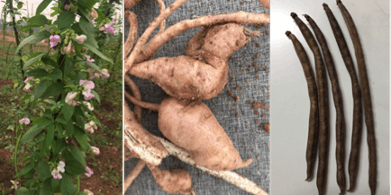 Yam bean plant in flower, tubers and bean pods