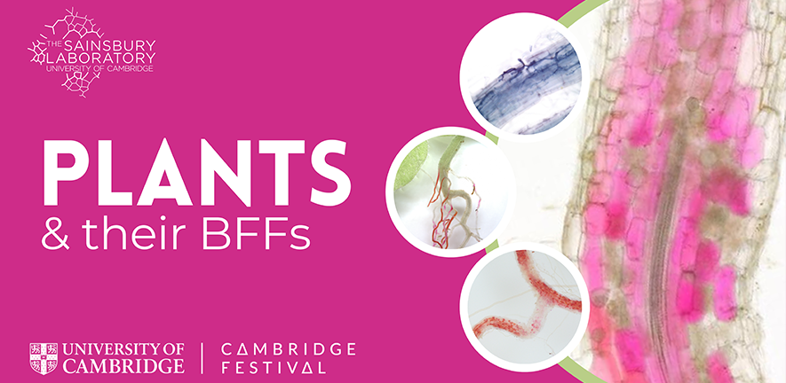 Plants and their BFFs poster for Cambridge Festival event with images of arbuscular mycorrhizal fungi colonising plant root cells