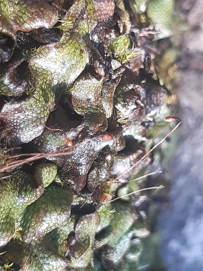 Snakeskin Liverwort 
