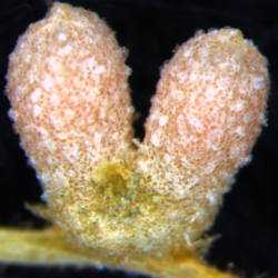 Mature symbiotic root nodule in the legume Medicago truncatula, a model for temperate crops species such as pea, accommodating beneficial nitrogen-fixing bacteria that provide the plant with nitrogen.