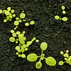 Arabidopsis seedlings germinating at different times. Image by Katie Abley.