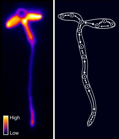 Plants containing a reporter gene for the circadian clock (left) reveal that plant clocks are set to different times across the plant, but coordinate their timing through cell-cell signaling (right).