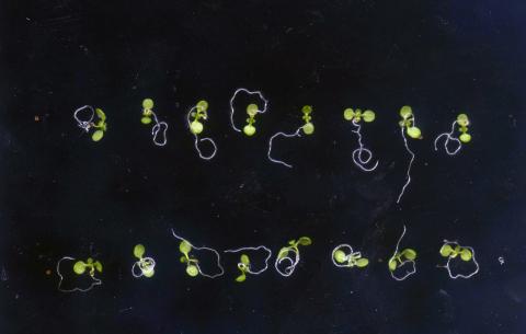 Identical Arabidopsis seedlings