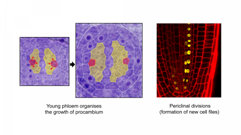 Young phloem organises the growth of procambium