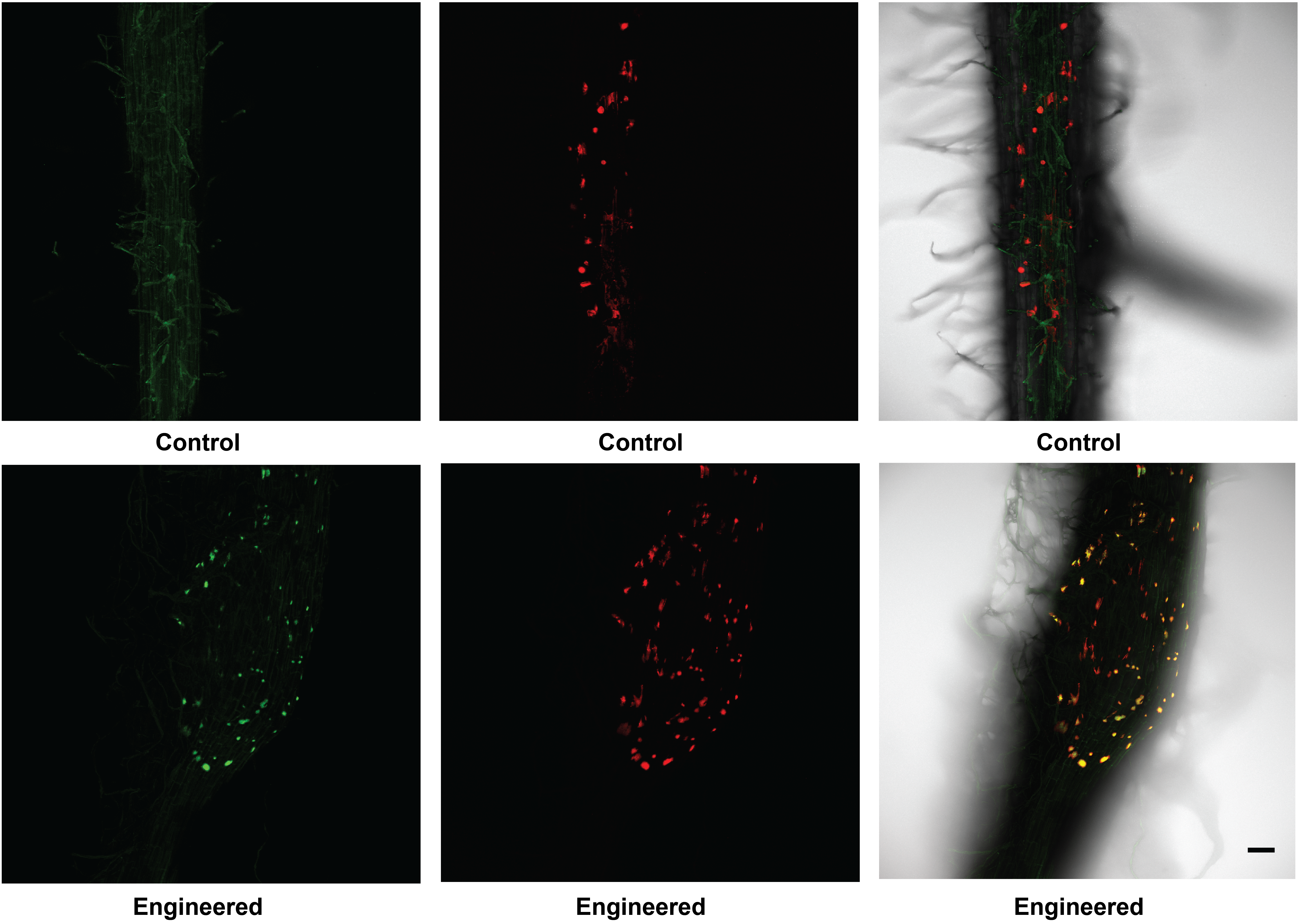Rhizopine mediated bioluminescence (top) and GFP fluorescence (bottom) signalling occurring in lux and GFP biosensor bacterial colonies on the surface of transgenic barley seedlings.