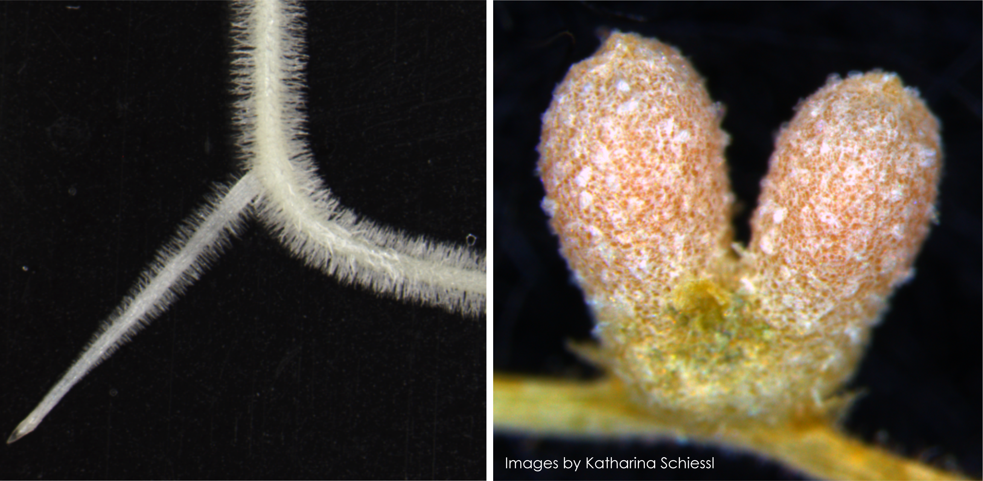 Katharina Schiessl has confirmed that  lateral roots and nodules share some of their developmental steps.